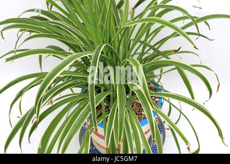 Chlorophytum comosum variegatum Close up ou également connu sous le nom de plante araignée dans un pot Banque D'Images