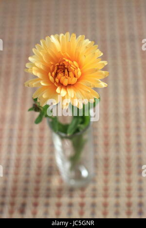 Libre de souci officinal ou également connu sous le nom de Calendula officinalis en pleine floraison Banque D'Images