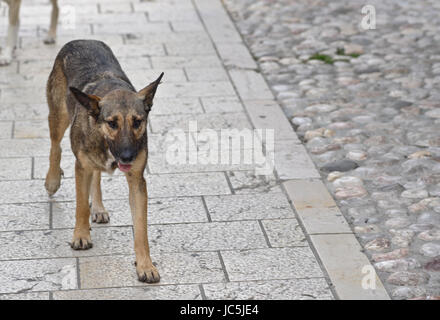 Promenade de chiens errants dans les rues de Sarajevo Banque D'Images