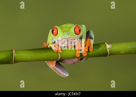 Un close up portrait of a red eyed tree frog accroché à une pousse du bambou à l'avant et sur le point de tomber Banque D'Images