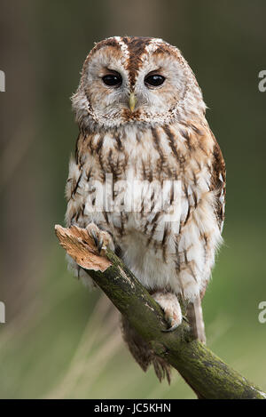 Un portrait très proche d'une Chouette hulotte face à l'avant et perché sur une branche en format vertical vertical Banque D'Images