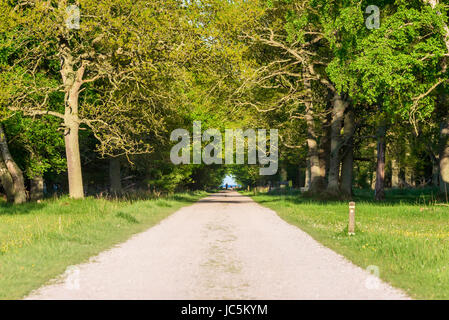 Tout droit et étroit chemin et sentier de randonnée pédestre à travers la forêt. Mer ouverte visible au travers du tunnel de l'auvent. Loin de personnes à la fin de la route. Banque D'Images