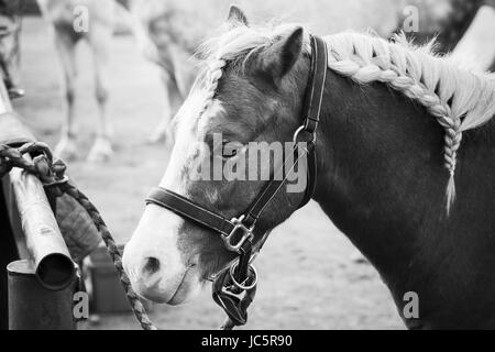 Cheval brun avec crinière tressée, closeup portrait noir et blanc Banque D'Images