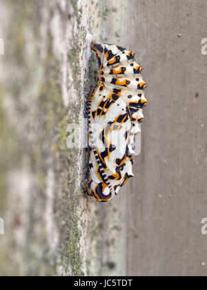 Melitaea didyma aka repéré ou rouge-bande fritillary. Banque D'Images