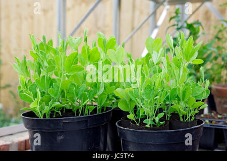 Gros plan de jeunes plants de plantules de pois doux dans des pots en plastique de la serre Angleterre Royaume-Uni Royaume-Uni Grande-Bretagne Banque D'Images