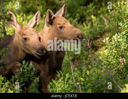 Elk européenne Alces alces lits veaux en buissons de myrtilles Banque D'Images