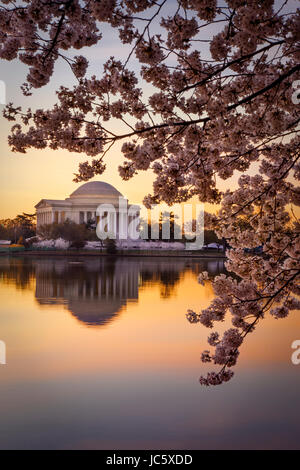 Fleurs de cerisier et le Jefferson Memorial à l'aube à Washington DC, USA Banque D'Images