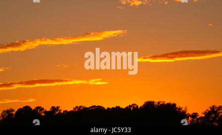 Longue et fine inhabituels nuages au-dessus de la ligne des arbres au coucher du soleil avec une belle lueur orange à tout Banque D'Images