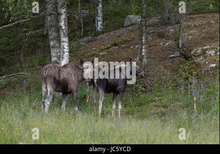 Mammifères - jeune Orignal Alces Banque D'Images