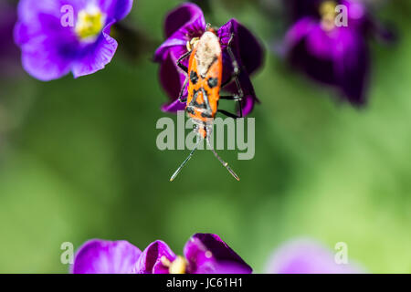 Un bug de cannelle (Corizus hyoscyami) sur une fleur aubrieta Banque D'Images