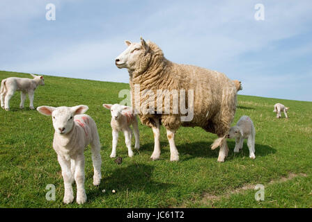 Allemagne, Schleswig - Holstein, moutons, jeune animal, Deutschland, Schleswig-Holstein, Schafe, Jungtier Banque D'Images