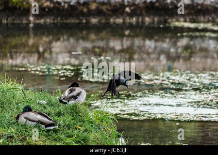 Un choucas (Corvus monedula) en vol suivant pour les canards colverts (Anas platyrhynchos) reposant sur une île de la rivière Yeo Cheddar Banque D'Images