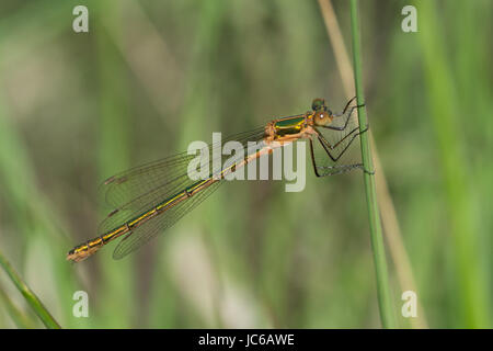 Emerald (Lestes sponsa) demoiselle Banque D'Images