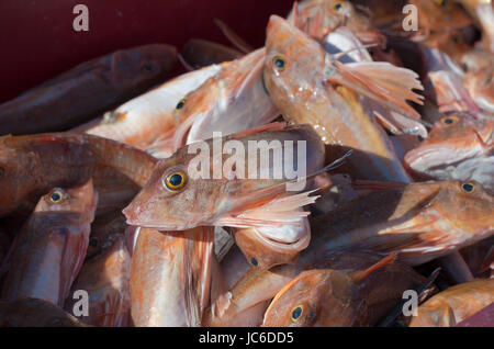 Le grondin rouge poisson dans une caisse dans un port de pêche hollandais Banque D'Images