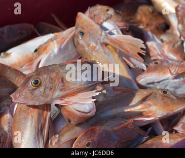 Le grondin rouge poisson dans une caisse dans un port de pêche hollandais Banque D'Images