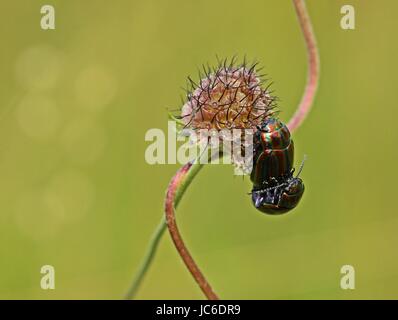 Le couplage des arc-en-ciel (chrysolina cerealis) sur les semences avant dove scabious (Scabiosa columbaria) Banque D'Images