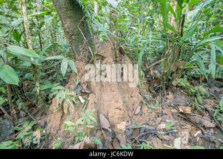 (Termitières géantes Macrotermes sp.) sur le monticule rainforest étage près du Rio Shiripuno en Amazonie équatorienne. Macrotermes cultiver un champignon dans le t Banque D'Images