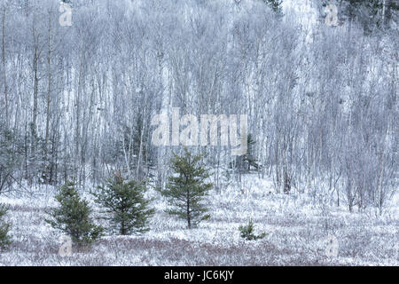 Après la forêt de neige, Sudbury, Ontario, Canada Banque D'Images