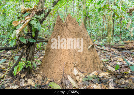 (Termitières géantes Macrotermes sp.) sur le monticule rainforest étage près du Rio Shiripuno en Amazonie équatorienne. Macrotermes cultiver un champignon dans le t Banque D'Images