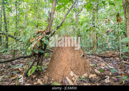 (Termitières géantes Macrotermes sp.) sur le monticule rainforest étage près du Rio Shiripuno en Amazonie équatorienne. Macrotermes cultiver un champignon dans le t Banque D'Images