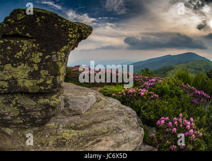 Rocky Lookout sur Jane Pygargue à tête avec rhododendron en premier plan Banque D'Images