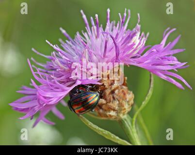 Couplage du scarabée arc-en-ciel (chrysolina cerealis) on meadow centaurée maculée (Centaurea jacea) Banque D'Images