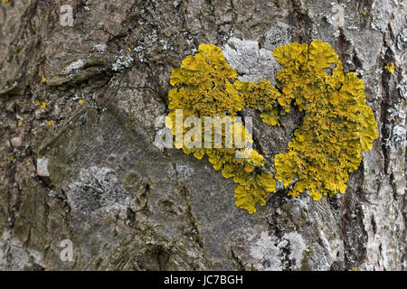 Les lichens en forme coeur, en Herzform Biodiversität Banque D'Images