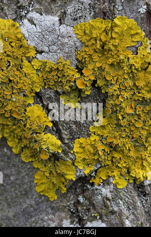 Les lichens en forme coeur, en Herzform Biodiversität Banque D'Images