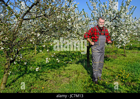 Agriculteur visiblement heureux et joyeux après la visite de vergers avec des cerises. Banque D'Images