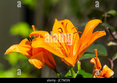 De plus en plus Lily asiatique Orange au début de l'été dans le West Sussex, Angleterre, Royaume-Uni. Banque D'Images