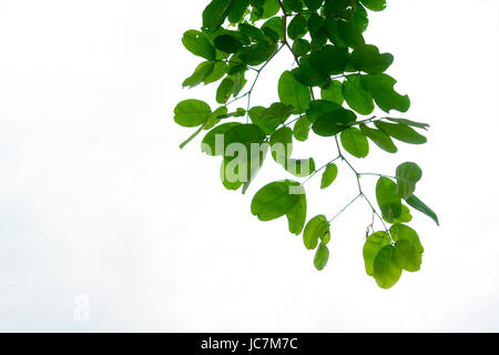 Les branches et les feuilles sont vertes sur fond blanc. Banque D'Images