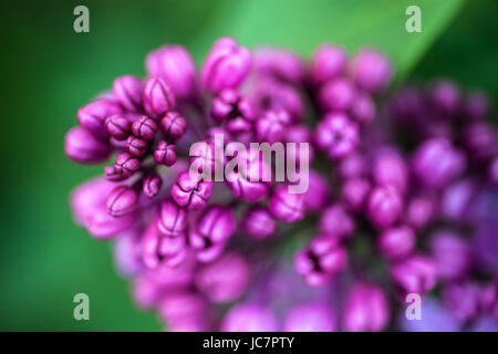 Gros plan des bourgeons délicats de belles fleurs lilas de printemps Banque D'Images