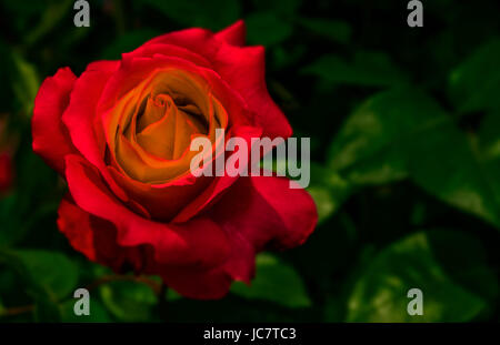 Rose rouge sur fond flou vert dans le jardin Banque D'Images