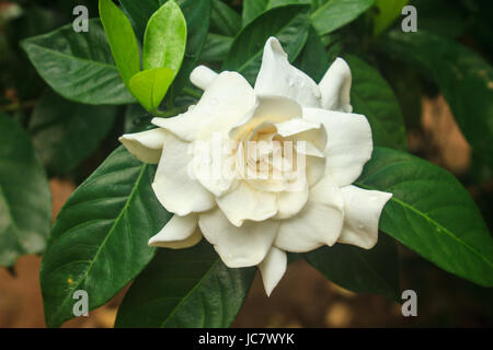 Gardenia jasminoides belle fleur sur tree in garden Banque D'Images