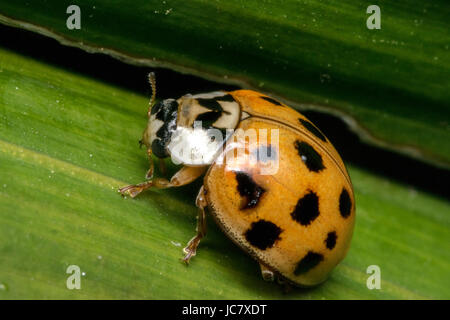 Petite coccinelle marron avec des points noirs sur les feuilles d