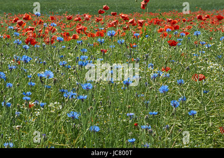 Beaucoup de rouge en fleurs coquelicots communs et barbeaux communs,pavot Papaver rhoeas coquelicot, rose, champ de maïs, pavot coquelicot rouge pavot Flandre Banque D'Images