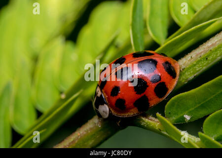 Peu cute Coccinelle rouge avec des points noirs sur une branche de l'usine Banque D'Images