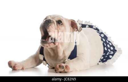 Chiot bouledogue anglais wearing bathing suit isolated on white Banque D'Images