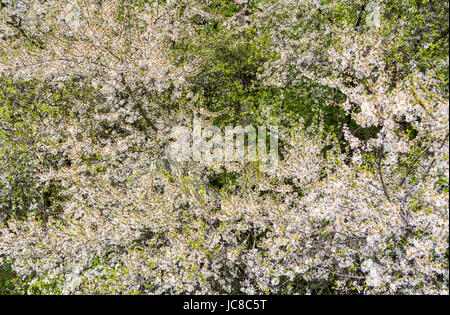 Détail d'un bush floraison blanche Banque D'Images