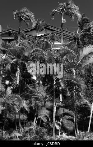 Jardin tropical luxuriant sur un hôtel particulier frontyard, Honolulu, Hawaii Banque D'Images