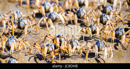 Groupe des crabes soldat gros plan Banque D'Images