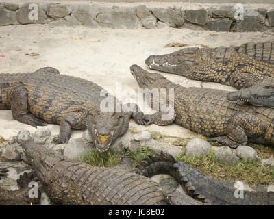 La Vvanille Crocodile Farm Ile Maurice Banque D'Images