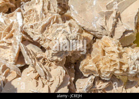 Plein cadre lumineux ensoleillé desert rose closeup Banque D'Images