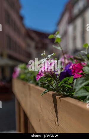 Rue des fleurs à Tallinn Banque D'Images