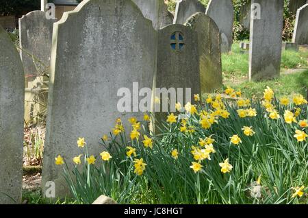 Cimetière de jonquilles au printemps Banque D'Images