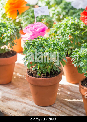 Lisbonne, Portugal. 13 Juin, 2017. Les plantes de basilic avec des fleurs en papier et des poèmes, des cadeaux offerts par les hommes aux femmes qu'ils aiment sur Saint Antoine. Credit : Magdalena Paluchowska/Alamy Live News Banque D'Images