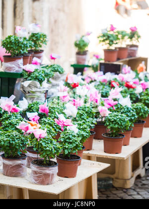 Lisbonne, Portugal. 13 Juin, 2017. Les plantes de basilic avec des fleurs en papier et des poèmes, des cadeaux offerts par les hommes aux femmes qu'ils aiment sur Saint Antoine. Credit : Magdalena Paluchowska/Alamy Live News Banque D'Images