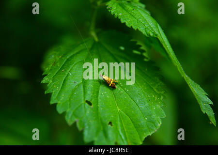 La Mazovie, Pologne. 14 Juin, 2017. La Pologne, la Mazovie, 14 juin 2017 : la faune d'insectes et de fleurs à temps nuageux. Credit : Madeleine Ratz/Alamy Live News Banque D'Images