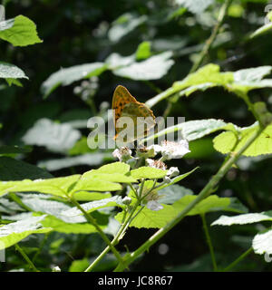 Manchester, UK. 14 Juin, 2017. Météo France : papillons sur Colley Hill, Surrey. Une d'argent lavé Fritillary Argynnis paphia papillon repose sur une fleur de ronce dans une clairière ensoleillée dans les bois dans les North Downs à Colley Hill, Surrey. Mercredi 14 juin 2017. Crédit photo : Lindsay : Le gendarme/Alamy Live News Banque D'Images