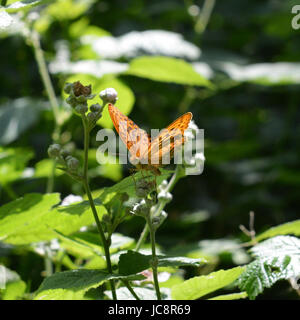 Manchester, UK. 14 Juin, 2017. Météo France : papillons sur Colley Hill, Surrey. Une d'argent lavé Fritillary Argynnis paphia papillon repose sur une fleur de ronce dans une clairière ensoleillée dans les bois dans les North Downs à Colley Hill, Surrey. Mercredi 14 juin 2017. Crédit photo : Lindsay : Le gendarme/Alamy Live News Banque D'Images